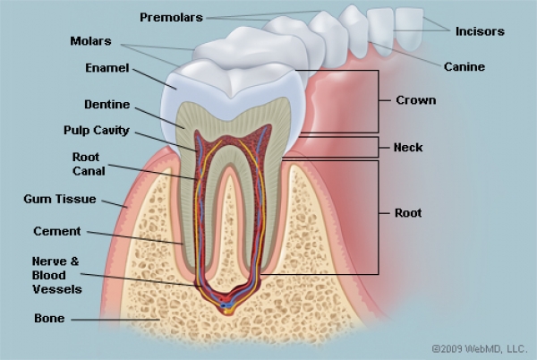 Teeth from Birth to Adulthood